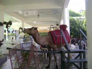 For a decent price, you can take a souvenir shot riding this camel
