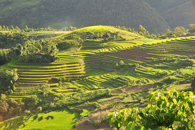 640px-Terraced_fields_Sa_Pa_Vietnam